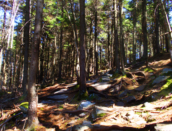 hiking trail mount kearsarge